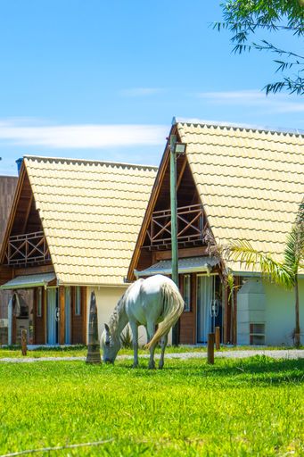 A white horse standing in a grassy meadow with cottage building in the background on the sunny day
