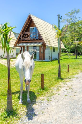 A white horse standing in a grassy meadow with cottage building in the background on the sunny day