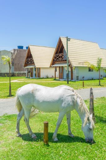 A white horse standing in a grassy meadow with cottage building in the background on the sunny day
