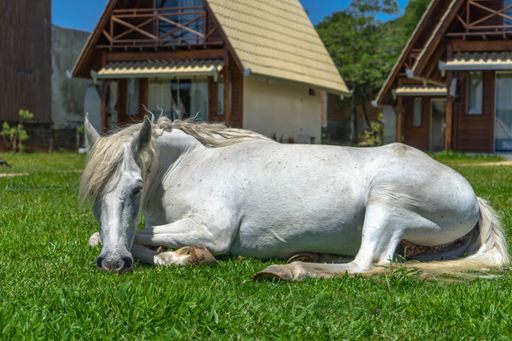A white horse lying on a grassy meadow with cottage buildings in the background on a sunny day