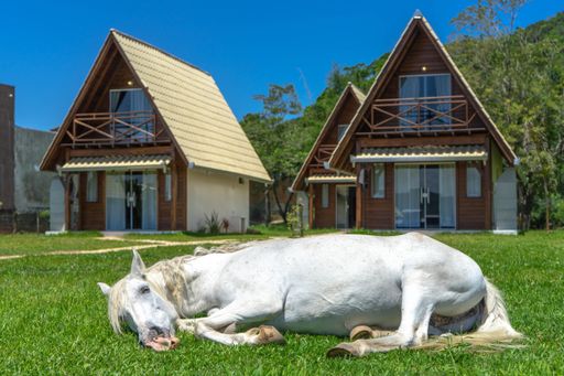 A white horse lying on a grassy meadow with cottage buildings in the background on a sunny day