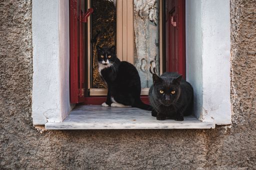 A pair of cute black cats on an outdoor windowsill