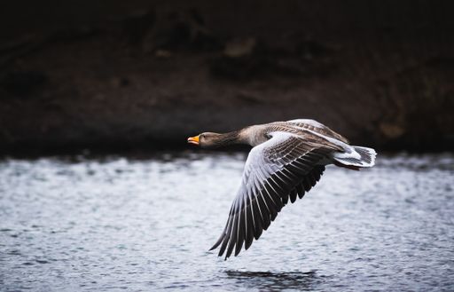 A selective focus shot of a goose flying over the water