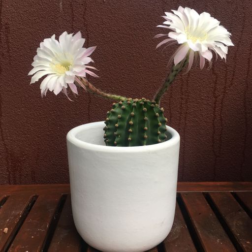 A closeup shot of two white blossoms on a cactus in a pot