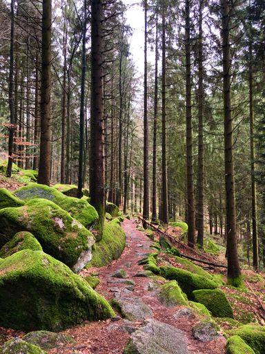 A vertical shot of the road surrounded by rocks covered with moss in the Black Forest, Wurttemberg