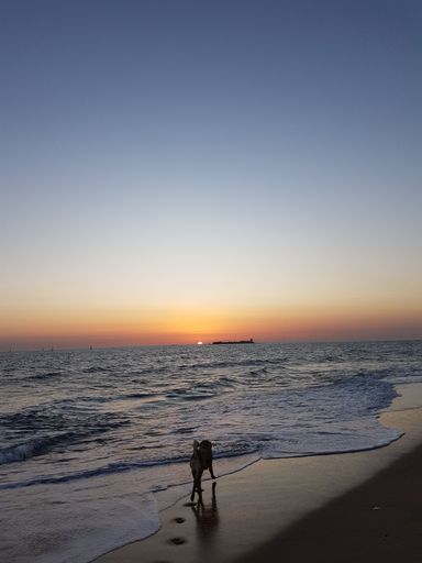 A vertical shot of a dog running on the waves washing the sandy beach during sunset