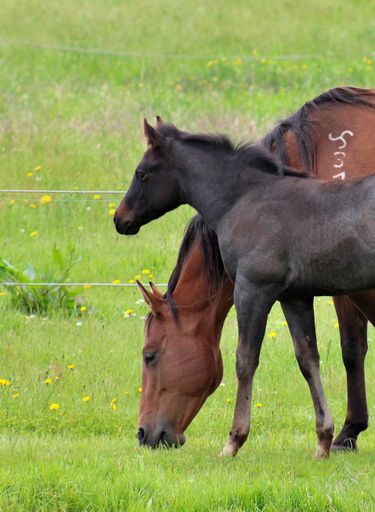 A vertical shot of two horses grazing on a green field