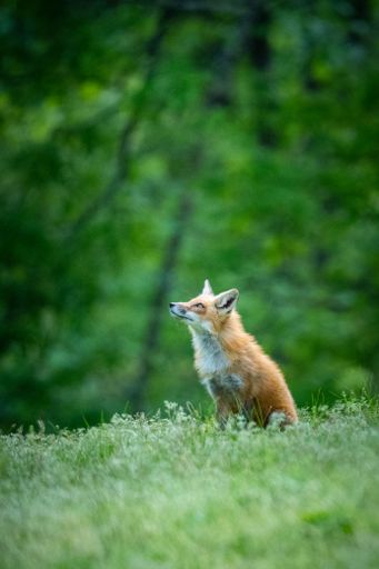 A vertical closeup shot of a red fox sitting in the field and looking up against the green trees