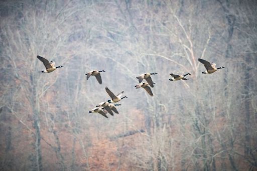 An aerial shot of a flock of geese flying in the air against the autumn trees