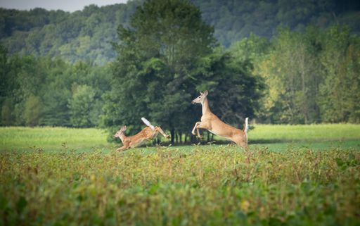 A beautiful shot of jumping mother and baby deer on a green field against trees