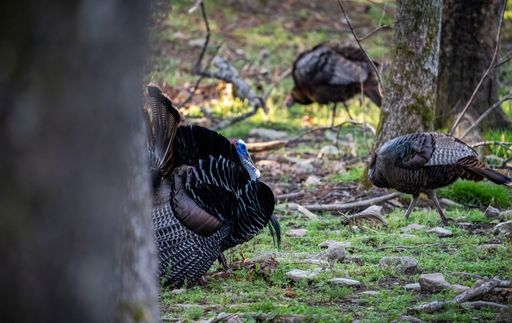 A closeup shot of turkeys walking and searching for food in wild nature