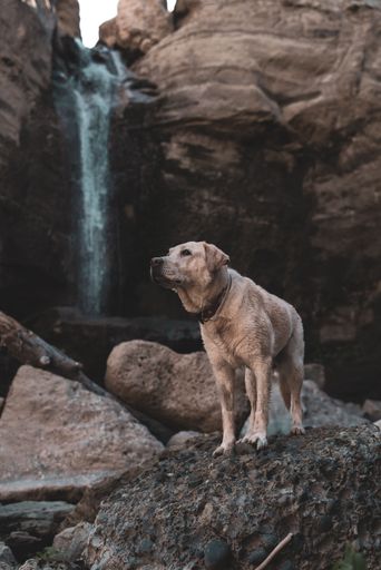 A vertical shot of a labrador standing on rocks with a waterfall in the background.