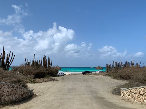 An empty road leading to the beach surrounded by cacti and bushes.