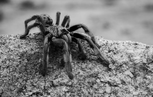 A grayscale closeup of a tarantula on the rock.