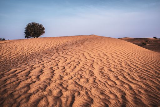 A landscape of a tree in a distance on the desert sandy dunes with blue sky