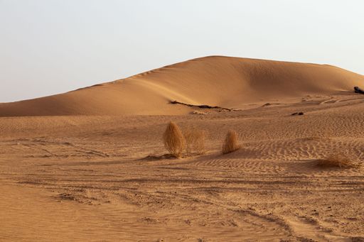 A landscape of dry wild plants on sandy desert dunes at sunset with cloudy sky