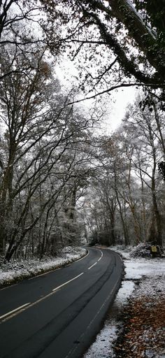 A vertical shot of an asphalt road lined with tall trees on both sides