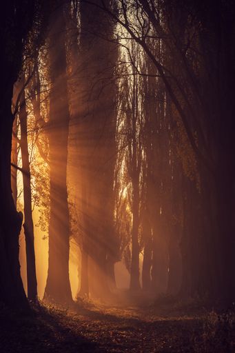 sunrays shining through alley of trees in the morning