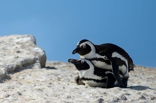 A closeup of a couple of African penguins mating on a rock at Boulders Beach against a clear blue sky