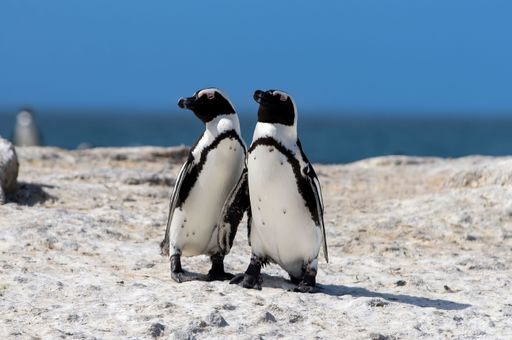 A closeup of a couple of African penguins walking on the sandy shore of Boulders Beach in South Africa