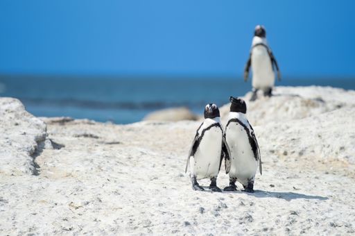 A couple of African penguins walking on a rock shore of Boulders Beach in South Africa