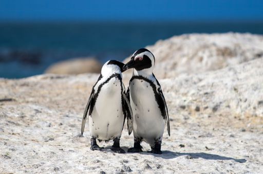 A couple of African penguins seemingly kissing on a rock shore of Boulders Beach in South Africa