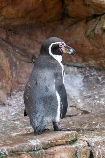 A vertical shot of an Humboldt penguin standing on a rock