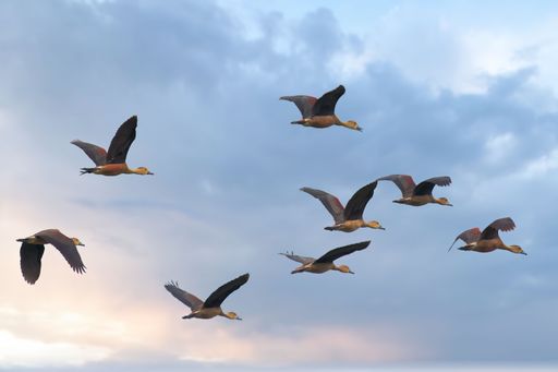 A group of Lesser whistling ducks flying in sky during sunset
