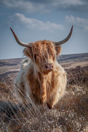 A vertical shot of a fluffy brown highland cow on a hill