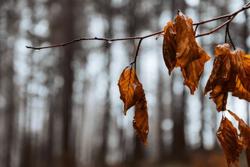 A closeup shot of dry leaves on a branch