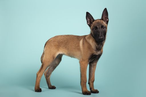 A closeup of a cute Malinois puppy in profile looking towards camera on a blue background
