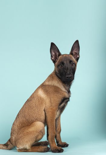 A cute Malinois puppy sitting in profile looking towards camera on a blue background