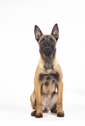 A closeup of a Belgian Shepherd Malinois sitting on a white background.