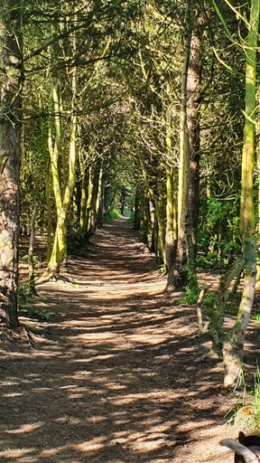 A vertical of a park trail surrounded by leafless tall trees captured on a sunny day