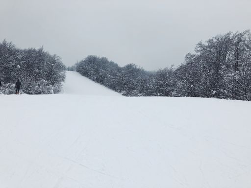 A closeup shot of a forest in winter covered in deep snow