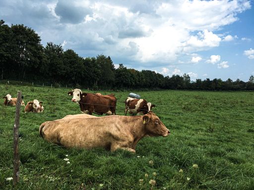 A beautiful shot of cows resting in a green field