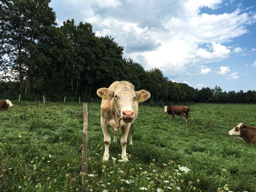 A beautiful shot of cows resting in a green field