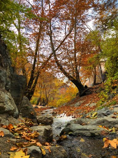 A vertical shot of a stream flowing through colorful autumn trees and rocks in the forest