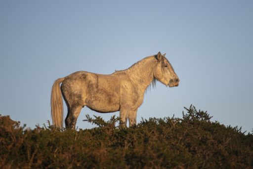 A beautiful shot of a Galician wild horse in a field against the blue sky, Galicia, Spain
