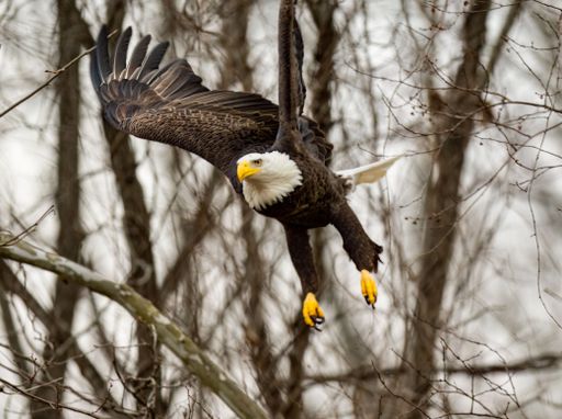 A soft focus of a fierce bald eagle flying against leafless trees in the woods