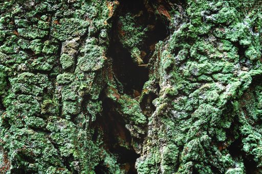 A closeup shot of green moss growing the bark of a tree