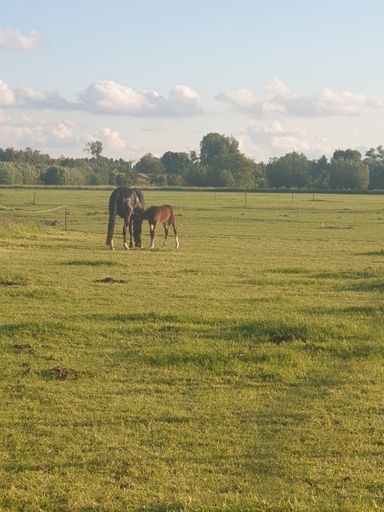 a horse and a pony on a pasture field