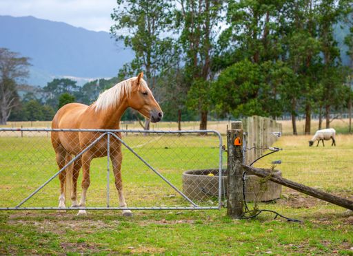A closeup of a horse and a sheep on the farm in Kapiti, New Zealand