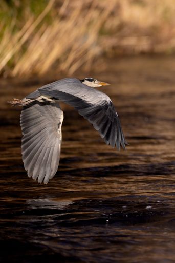 A Grey heron flying over the pond water in the park, vertical shot