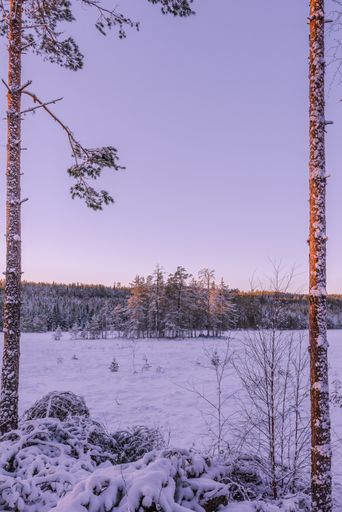 A vertical shot of a beautiful winter landscape with snow-covered frosty trees under a clear sky