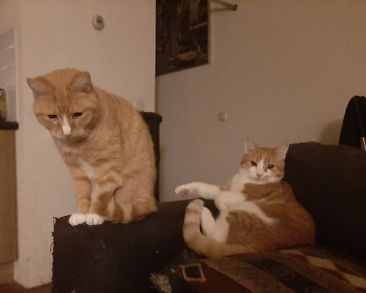 two orange cat on the sofa