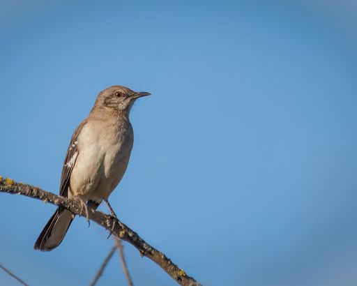 A small northern mockingbird on a branch of a leafy tree