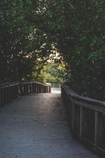 A beautiful shot from a footbridge surrounded with trees and covered with autumn leaves