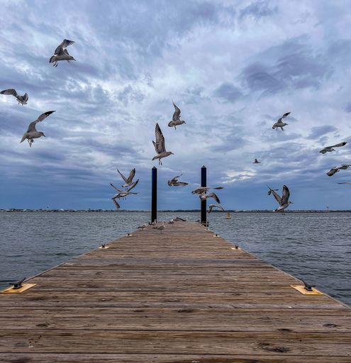 A group of seagulls soaring over a calm body of water and a wooden dock