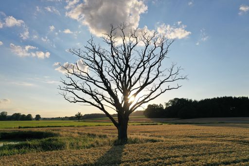 Single standing dead oak in the middle of a field